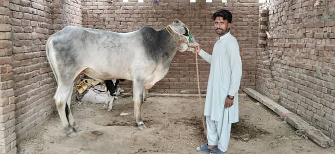 bull for sell