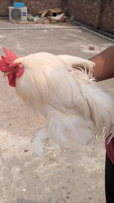 bantam breeder pair