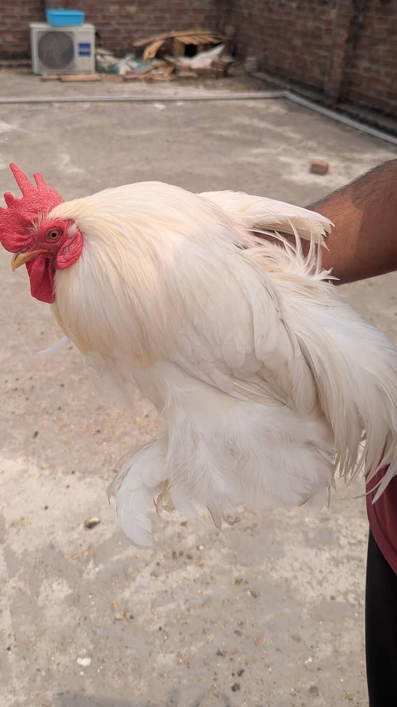 bantam breeder pair 0