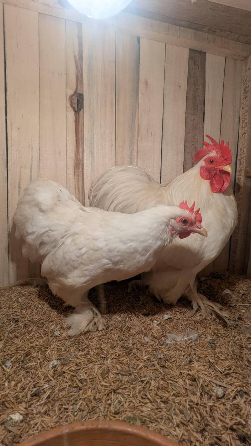 bantam breeder pair 1