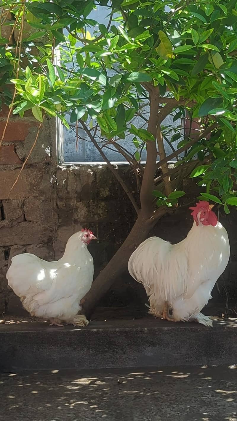 bantam breeder pair 2