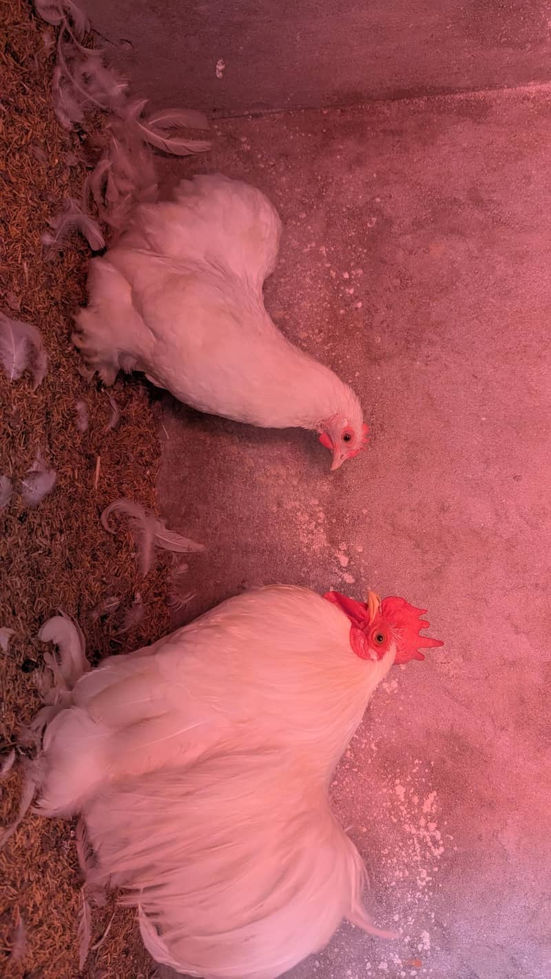 bantam breeder pair 3