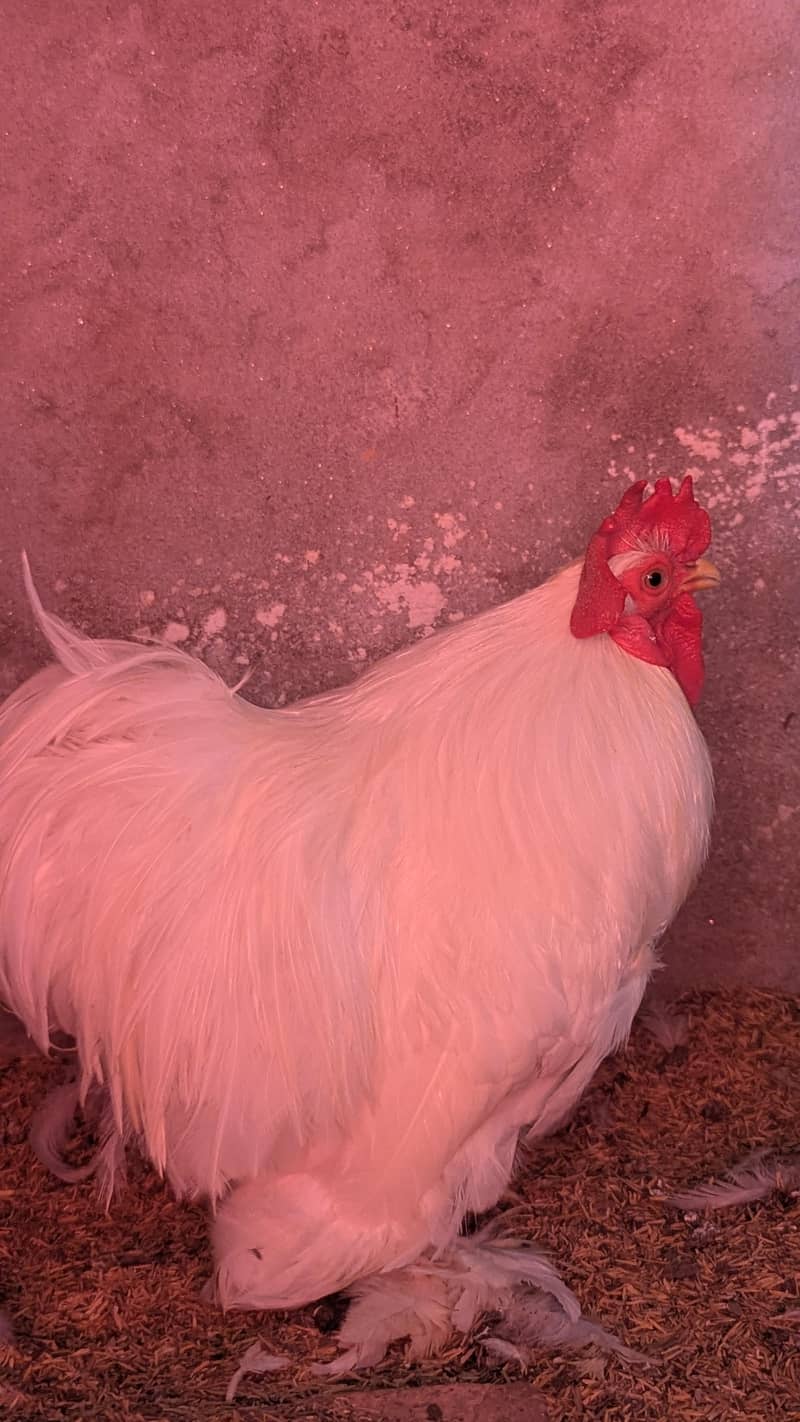 bantam breeder pair 4