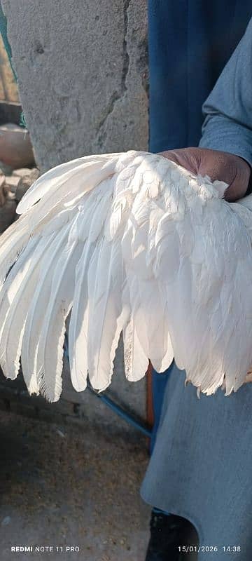parrot big Murga for sale