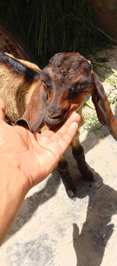 male for sale