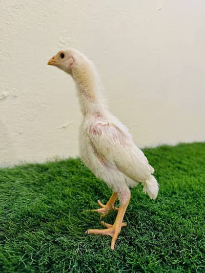 High quality breed Alhumdulillah
