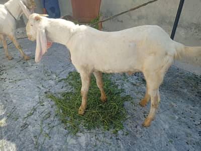 Goat (Donda bakra) for sale
