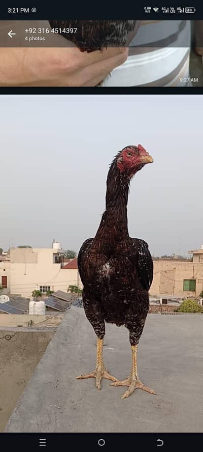 Rampuri madari