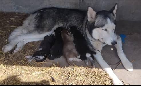 Siberian husky breeder female for sell