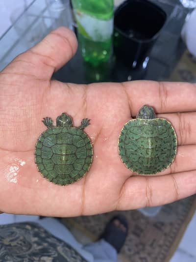 Red Eared Slider Turtle