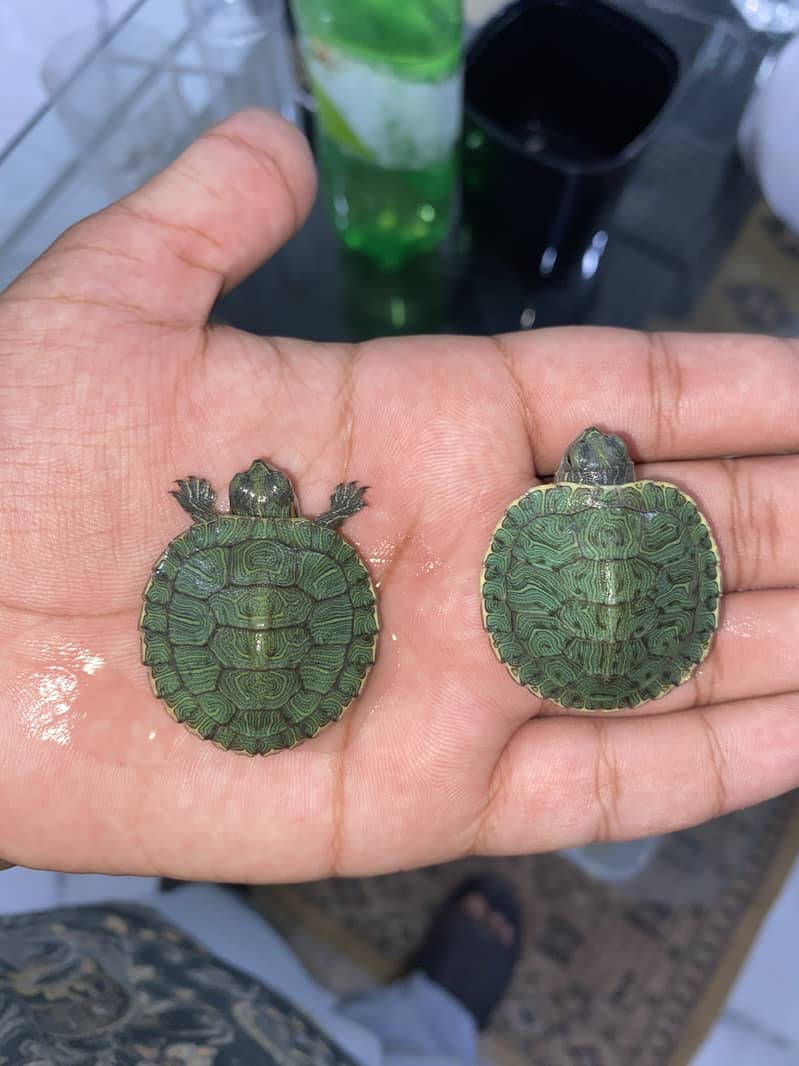 Red Eared Slider Turtle 0