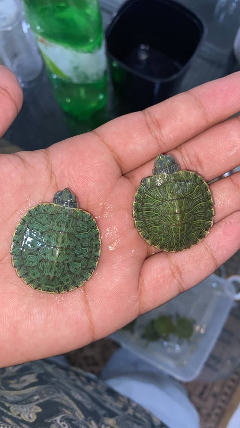 Red Eared Slider Turtle 1