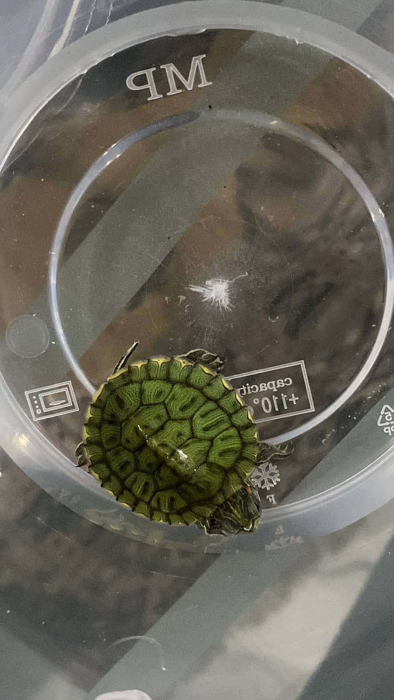 Red Eared Slider Turtle 2