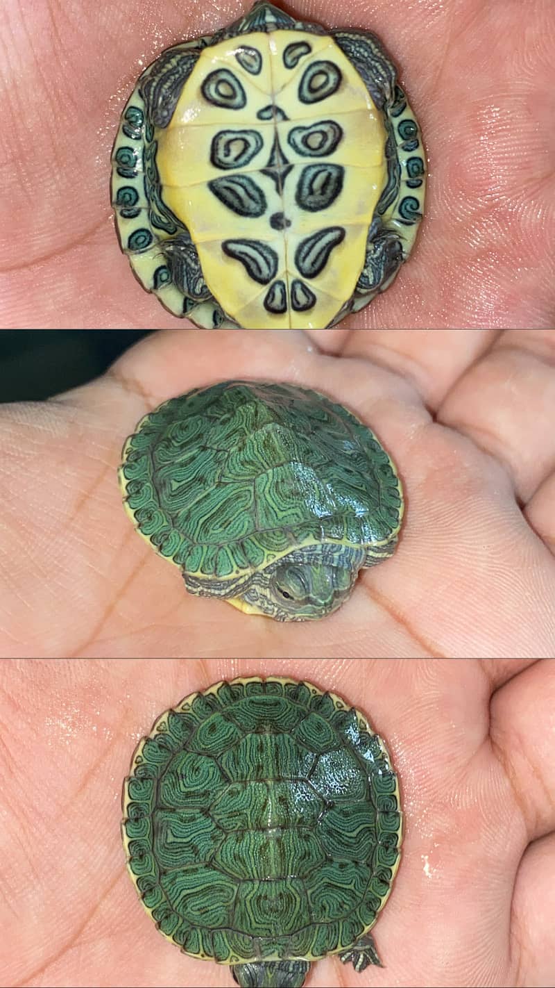 Red Eared Slider Turtle 3