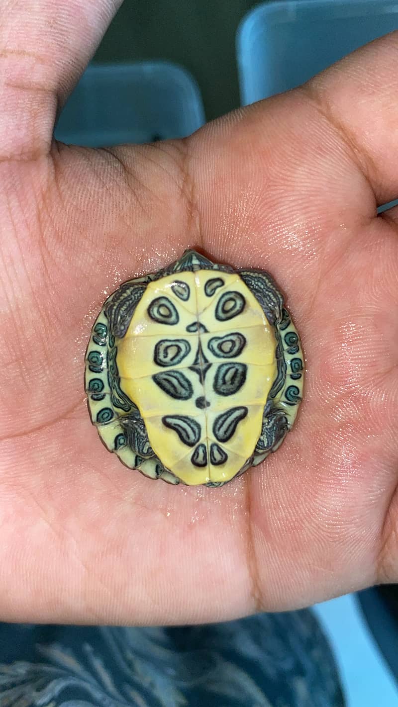 Red Eared Slider Turtle 4