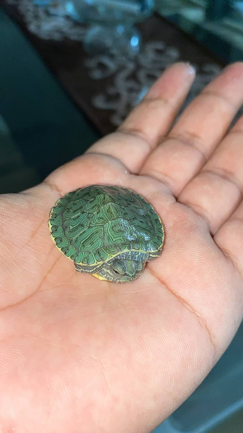 Red Eared Slider Turtle 5