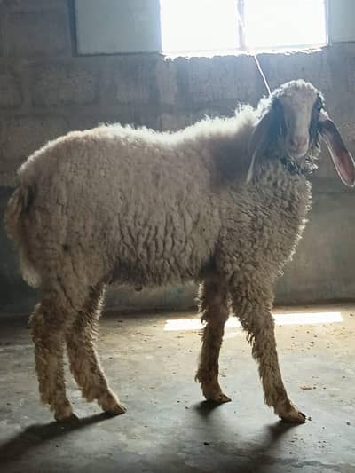 sheep