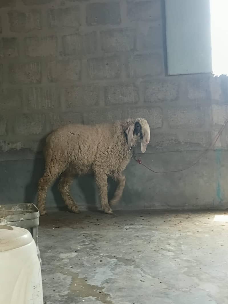 sheep 1