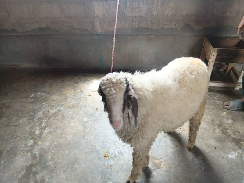 sheep 2