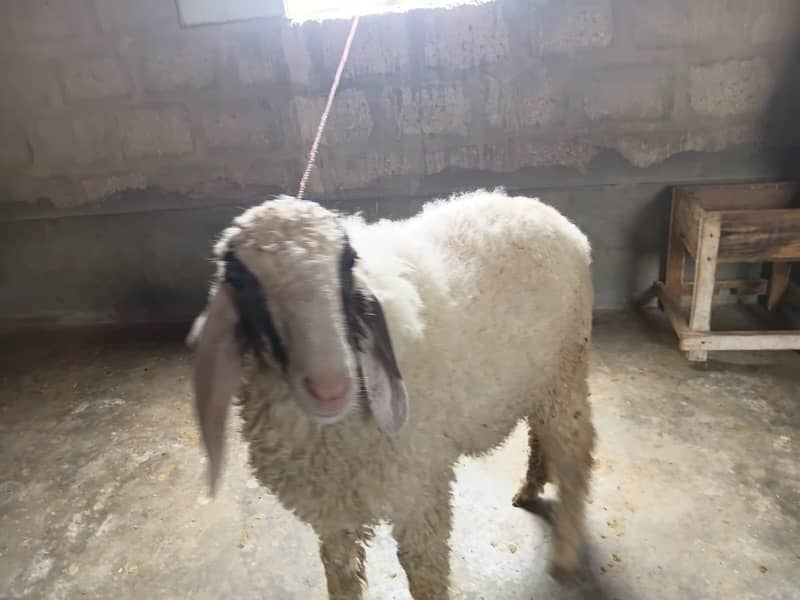 sheep 3