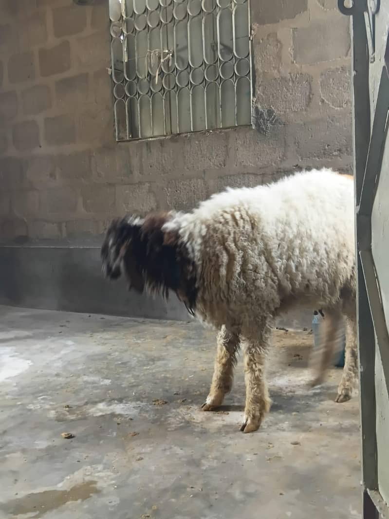 sheep 4