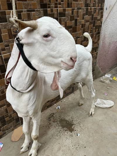 Gulabi bakara