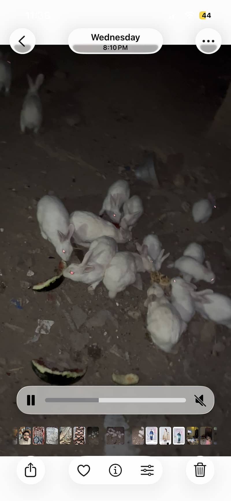 Rabbits 0