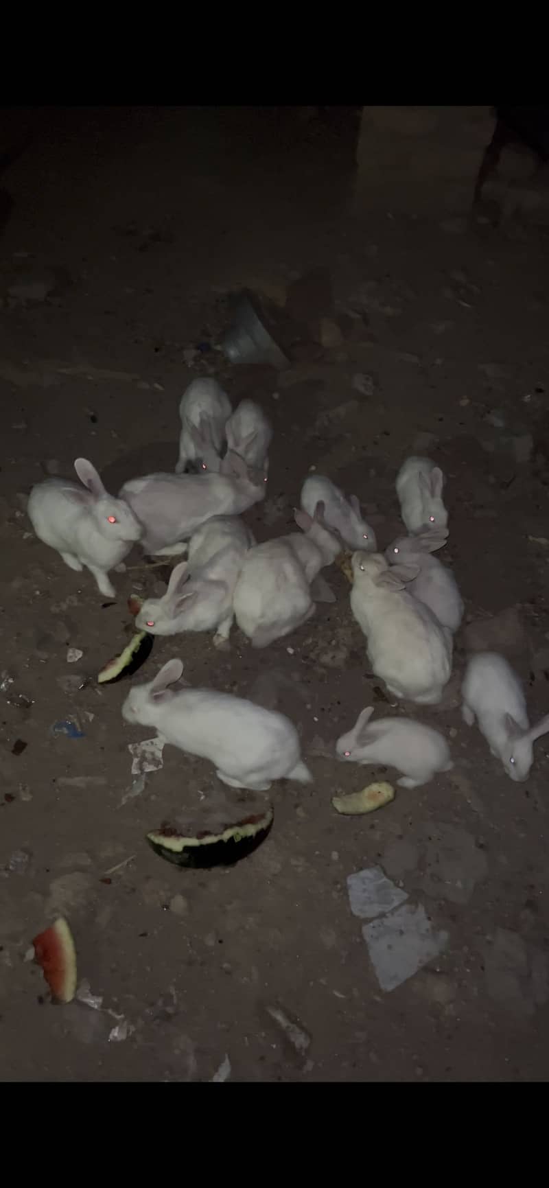Rabbits 1
