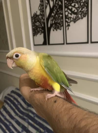 Pineapple conure green cheek raw chicks