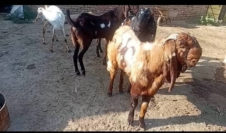 دوندے بکرے 0