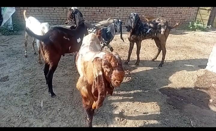 دوندے بکرے 1