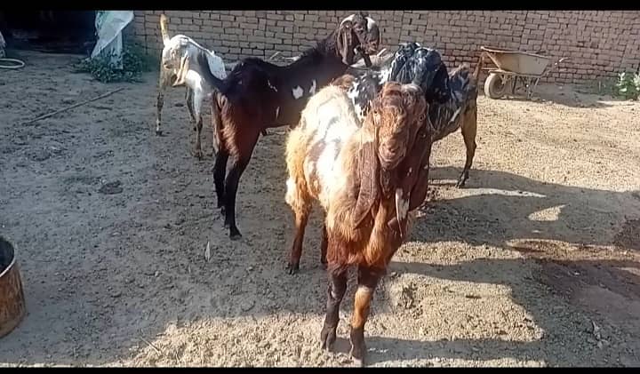 دوندے بکرے 2
