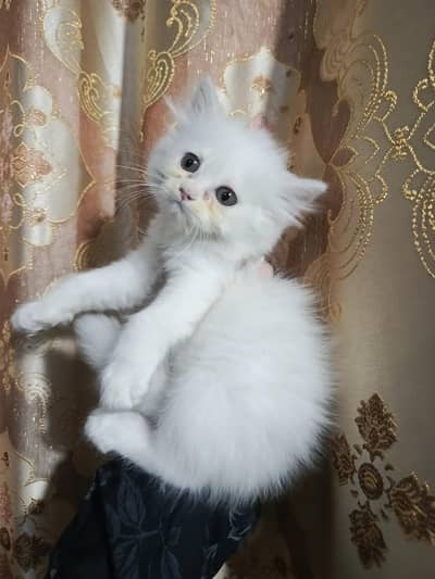 Persian kitten for sale