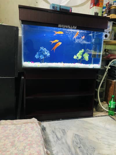 3 fit fish aquarium with fishes 0311/4440283