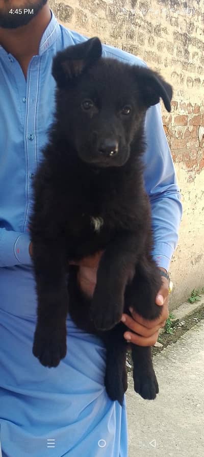 black German female exchange possible with adult dogs