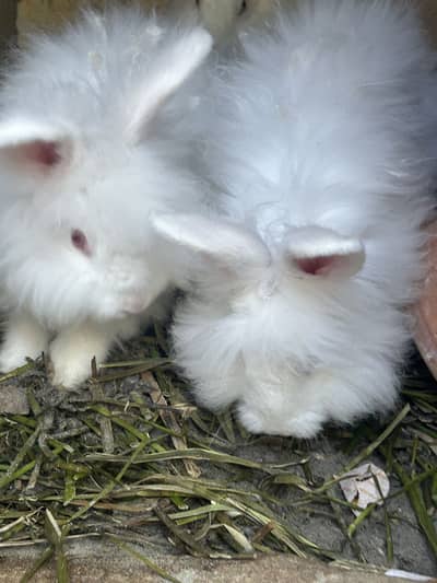 Pure angora rabbits