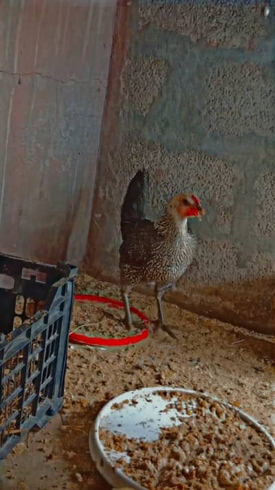 Fayoumi Hen – Broody, Healthy, Desi Breed, Exchange Possible