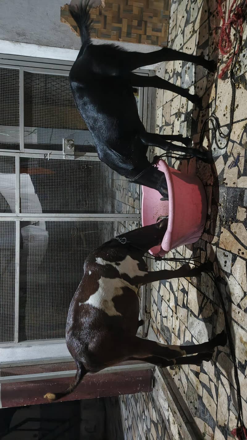 goats 0