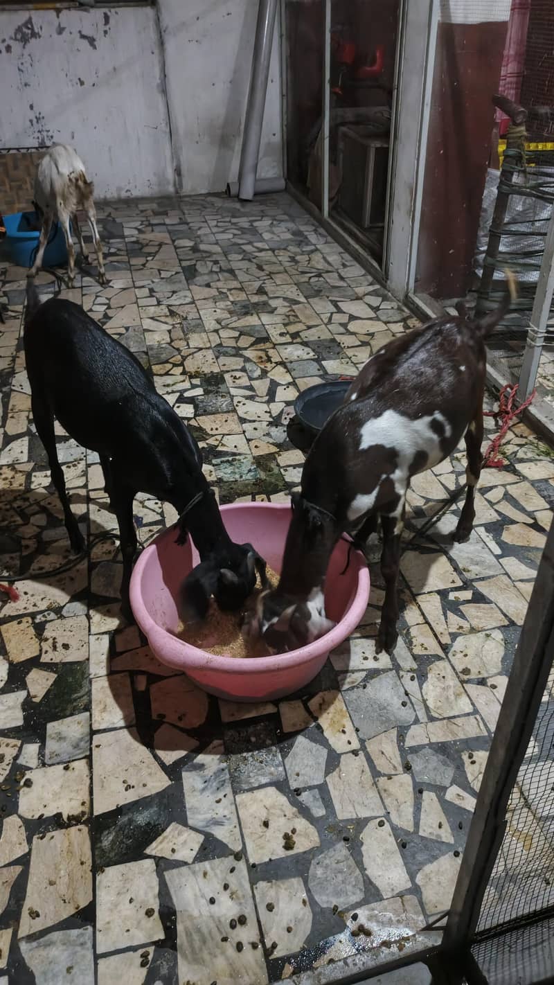 goats 1