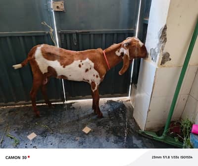 donda bakra for sale 2 daant munasib qeemat