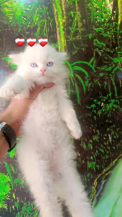 kitten for sale