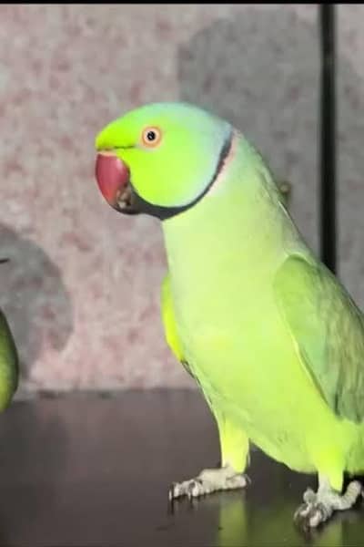 cute talking parrot available vip alfaz wala