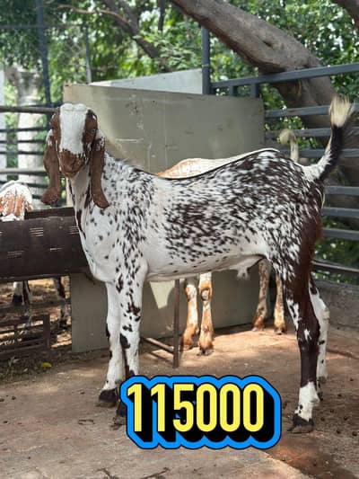 Makki Cheena Bakra (2-Dant)