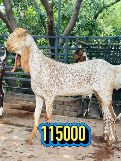 Makki Cheena Bakra (2-Dant)