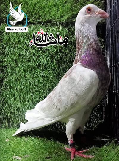 Qasid Breder Male And Sherazi Male For Sale