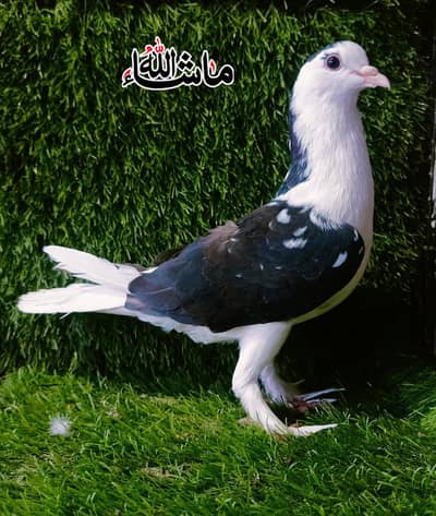 Sherazi Male For Sale
