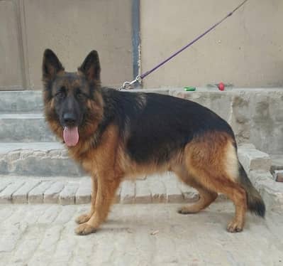 Long code female sated meting dan padegre male complete