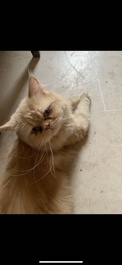Brown cat for sale.