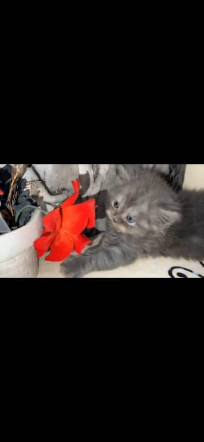 GREY PERSION KITTEN TRIPPLE COAT GENDER:MALE PUNCH FACE  AGE: 50 DAYS