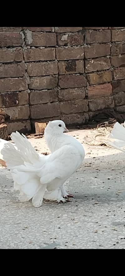 lakkeh kabootar for sale